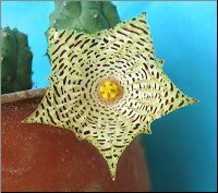 Huernia kennedyana
